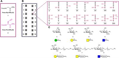 Probing Multivalent Carbohydrate-Protein Interactions With On-Chip Synthesized Glycopeptides Using Different Functionalized Surfaces